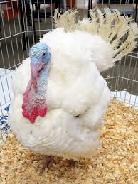 Live Turkey 